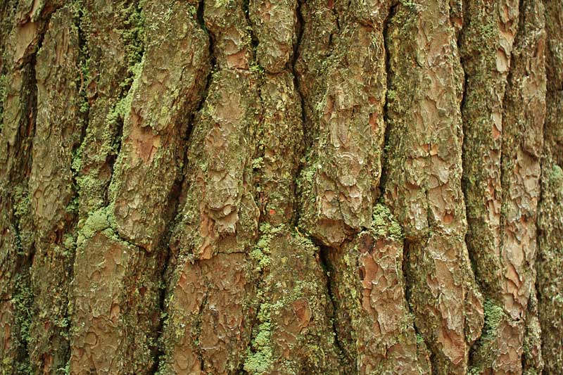 the bark of an old growth pine